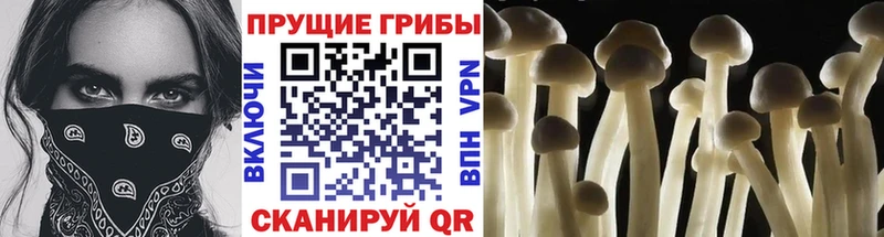 omg ONION  дарнет шоп  Сельцо  Псилоцибиновые грибы прущие грибы 